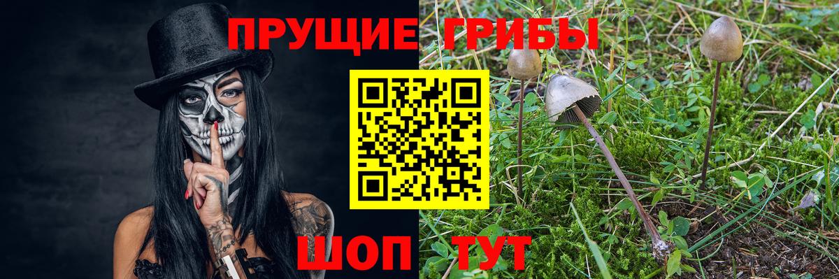 Качканар  Галлюциногенные грибы Psilocybe  Вход с VPN 
